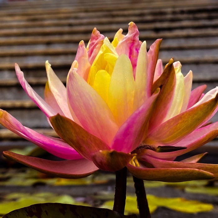 A beautiful sunset colored lotus comes up from the water backdropped by old stone stairs