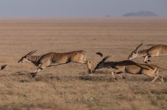 Gazelles sprint through the landscape