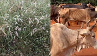Buffelgrass and cows in Kenya
